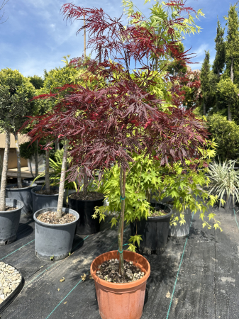 Artar Japonez cu frunziș roșu dantelat spectaculos – Acer Palmatum Stella Rosa [2]