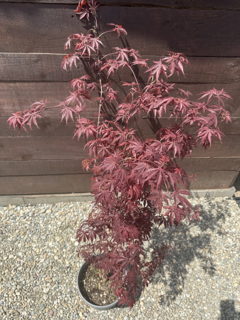 Arbuşti ornamentali - Arțar japonez cu frunziș spectaculos - Acer Palmatum 80-100cm