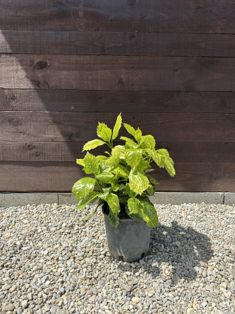 Aucuba Japonica – Arbust ornamental cu frunze pestrițe, rezistent la umbră și frig [2]