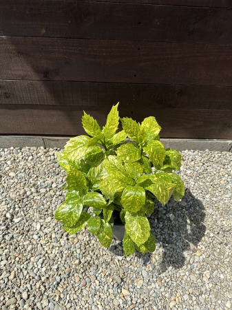 Aucuba Japonica – Arbust ornamental cu frunze pestrițe, rezistent la umbră și frig [1]