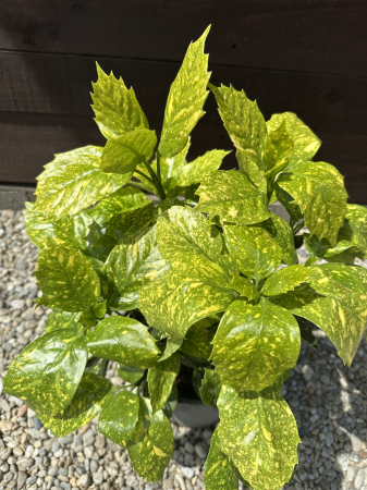 Arbuşti ornamentali - Aucuba Japonica – Arbust ornamental cu frunze pestrițe, rezistent la umbră și frig