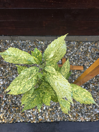 Arbuşti ornamentali - Aucuba Japonica Gold – Arbust ornamental cu frunze variegate aurii pentru umbră 50-60cm