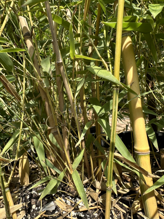 IERBURI ORNAMENTALE ȘI BAMBUS - Bambus auriu de grădină -Phyllostachys Aureosulcata