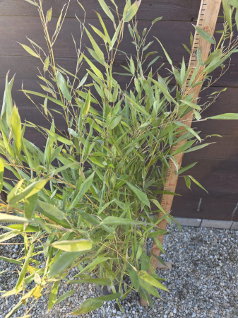 Bambusa Fargesia – Bambus de grădină rezistent la ger, bambus ornamental pentru exterior 130-160cm [1]