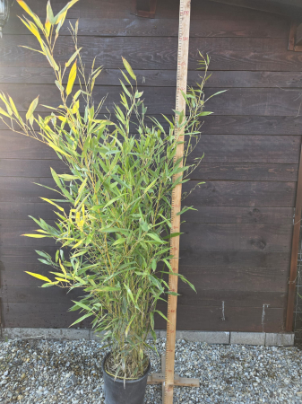 IERBURI ORNAMENTALE ȘI BAMBUS - Bambusa Fargesia – Bambus de grădină rezistent la ger, bambus ornamental pentru exterior 130-160cm