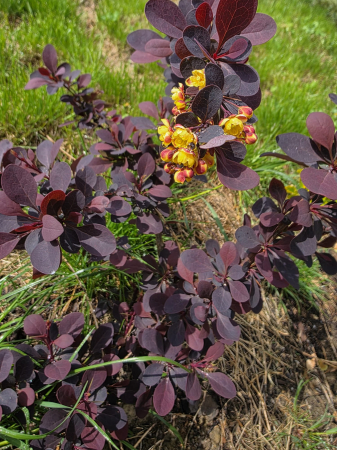 Arbuşti ornamentali - Berberis thunbergii 'Atropurpurea' – Drăcilă decorativă cu frunze roșu-purpurii