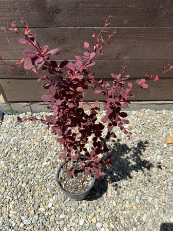 Berberis thunbergii 'Atropurpurea' – Drăcilă decorativă cu frunze roșu-purpurii [2]