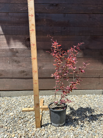 Berberis thunbergii 'Atropurpurea' – Drăcilă decorativă cu frunze roșu-purpurii [3]