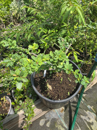 Arbuşti ornamentali - Berberis thunbergii evergreen – Drăcilă vesnic-verde, arbust ornamental compact