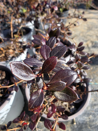 Arbuşti ornamentali - Berberis thunbergii evergreen – Drăcilă vesnic-verde/rosiatic, arbust ornamental compact