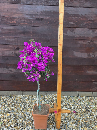 Arbuşti ornamentali - Bougainvillea (Buganvilia) – Plantă ornamentală cățărătoare cu flori spectaculoase, ideală pentru terasă și grădină 60-80cm