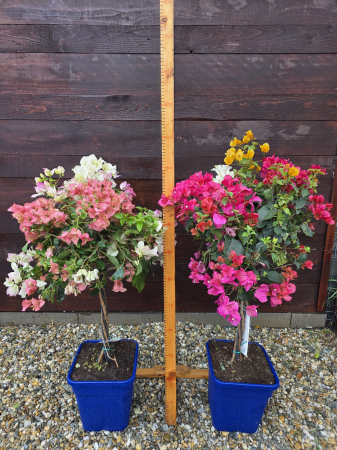 Bougainvillea "trio" in 3 culori (Buganvilia) – Plantă ornamentală cățărătoare cu flori spectaculoase, ideală pentru terasă și grădină 80-100 cm [3]