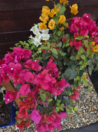 Arbuşti ornamentali - Bougainvillea "trio" in 3 culori (Buganvilia) – Plantă ornamentală cățărătoare cu flori spectaculoase, ideală pentru terasă și grădină 80-100 cm