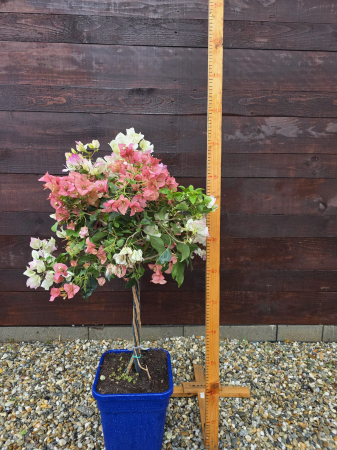 Bougainvillea "trio" in 3 culori (Buganvilia) – Plantă ornamentală cățărătoare cu flori spectaculoase, ideală pentru terasă și grădină 80-100 cm [1]