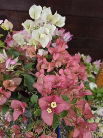 Bougainvillea "trio" in 3 culori (Buganvilia) – Plantă ornamentală cățărătoare cu flori spectaculoase, ideală pentru terasă și grădină 80-100 cm [2]
