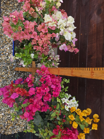 Bougainvillea "trio" in 3 culori (Buganvilia) – Plantă ornamentală cățărătoare cu flori spectaculoase, ideală pentru terasă și grădină 80-100 cm [4]