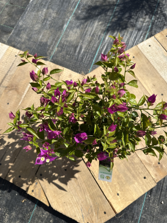 Bougainvillea – Plantă ornamentală cu flori spectaculoase, ideală pentru terase și grădini [2]