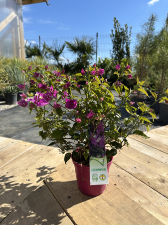 Bougainvillea – Plantă ornamentală cu flori spectaculoase, ideală pentru terase și grădini [1]