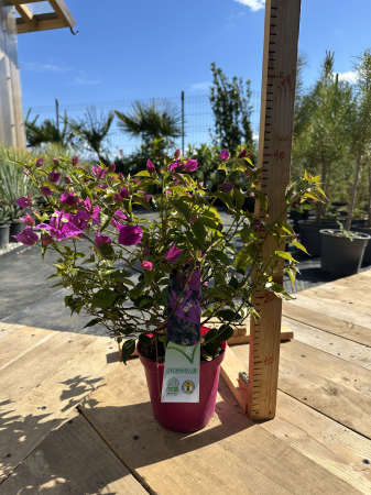 Bougainvillea – Plantă ornamentală cu flori spectaculoase, ideală pentru terase și grădini [3]