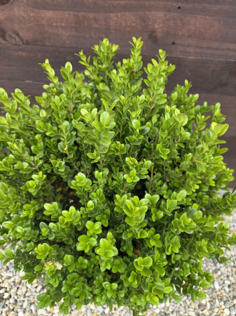 GARD VIU - Buxus sempervirens stil glob – Arbuș decorativ veșnic verde, ideal pentru garduri vii și borduri 50-60cm