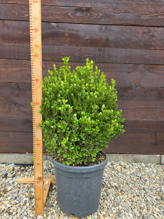 Buxus sempervirens stil glob – Arbuș decorativ veșnic verde, ideal pentru garduri vii și borduri 50-60cm [1]