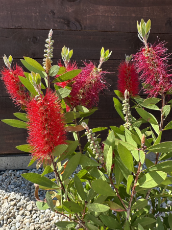Callistemon – Arbust exotic cu flori roșii, în formă de perie [2]