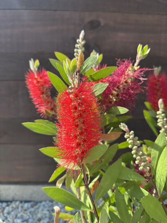 PLANTE EXOTICE SI TROPICALE - Callistemon – Arbust exotic cu flori roșii, în formă de perie