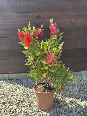 Callistemon – Arbust exotic cu flori roșii, în formă de perie [1]