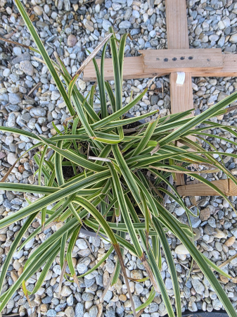 Carex brunnea Albovariegatus – Iarbă ornamentală variegată pentru grădină și ghivece [1]