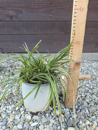 IERBURI ORNAMENTALE ȘI BAMBUS - Carex brunnea Albovariegatus – Iarbă ornamentală variegată pentru grădină și ghivece