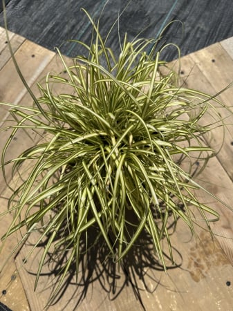 IERBURI ORNAMENTALE ȘI BAMBUS - Carex morrowii 'Variegata' – Iarbă decorativă perenă cu frunze bicolore, pentru grădini moderne