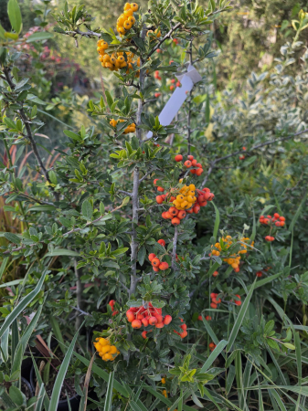 GARD VIU - Cătină ornamentală Pyracantha coccinea – arbust decorativ cu fructe roșii, rezistent la frig 30-40cm