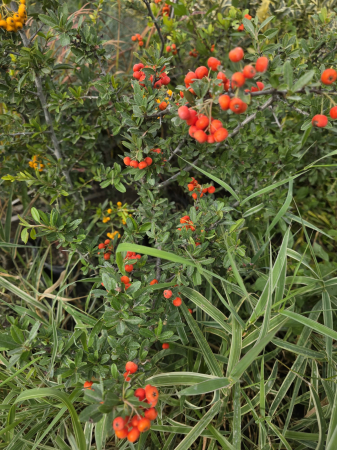 Cătină ornamentală Pyracantha coccinea – arbust decorativ cu fructe roșii, rezistent la frig 30-40cm [1]