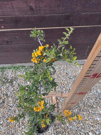Cătină ornamentală Pyracantha coccinea – arbust decorativ cu fructe roșii, rezistent la frig 30-40cm [3]