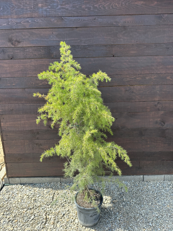 Conifere - Cedru deodara 130-150 cm – Conifer decorativ de talie mare, elegant și rezistent, ideal pentru grădini spațioase