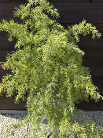 Cedru deodara 130-150 cm – Conifer decorativ de talie mare, elegant și rezistent, ideal pentru grădini spațioase [2]