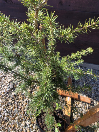 Cedrus libani – Cedru de Liban, conifer ornamental impunător 100-120cm [1]