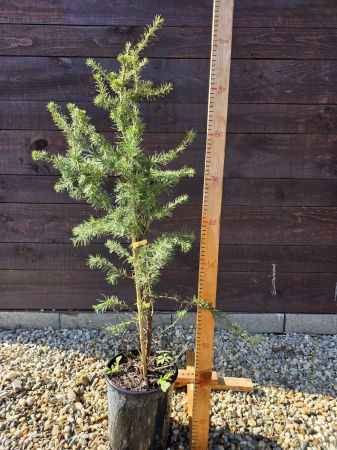 Conifere - Cedrus libani – Cedru de Liban, conifer ornamental impunător 100-120cm