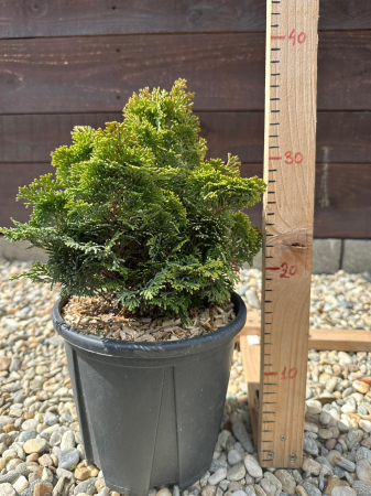Conifere - Chamaecyparis obtusa Nana Gracilis – Chiparos japonez pitic decorativ