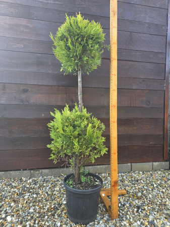 Arbuşti ornamentali - Chiparos Leyland 2 Ball – Conifer ornamental sculptat pentru grădini elegante 120-140cm