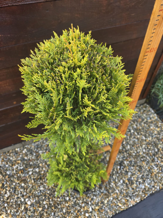 Chiparos Leyland 2 Ball – Conifer ornamental sculptat pentru grădini elegante 120-140cm [1]