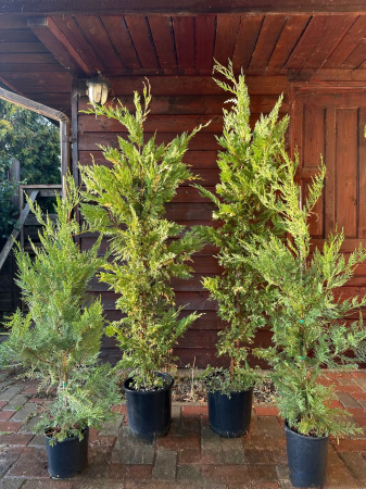 Chiparos Leyland gard viu veșnic-verde - Cupressocyparis leylandii 100-120cm [1]