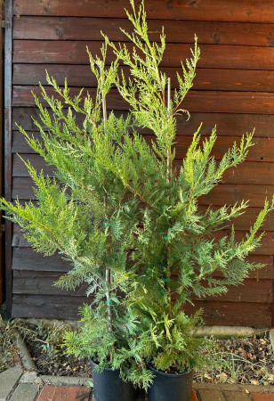 Conifere - Chiparos Leyland gard viu veșnic-verde - Cupressocyparis leylandii 100-120cm