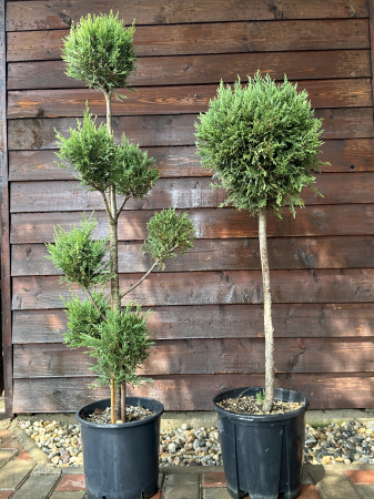 Chiparos Leyland "Glob" veșnic-verde - Cupressocyparis leylandii [1]