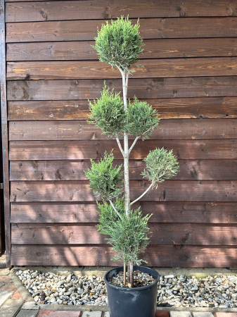 Conifere - Chiparos Leyland "Pon Pon" veșnic-verde - Cupressocyparis leylandii 110-130cm