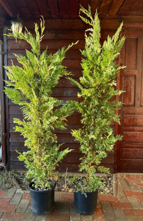 Conifere - Chiparos Leyland variegat gard viu veșnic-verde - Cupressocyparis leylandii variegata 130-150cm