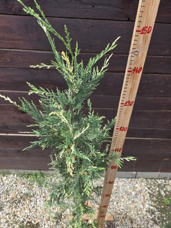 Chiparos Leyland variegat gard viu veșnic-verde - Cupressocyparis leylandii variegata 120-150cm [2]