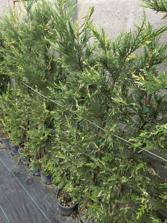 Conifere - Chiparos Leyland variegat gard viu veșnic-verde - Cupressocyparis leylandii variegata 120-150cm
