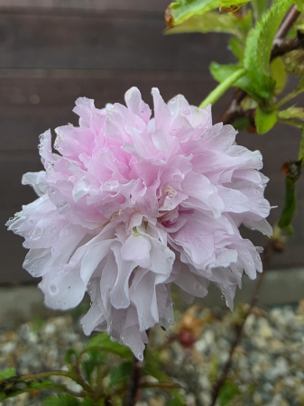 Arbori - Cireș Japonez Ornament – Prunus Serrulata pentru Grădini Elegante