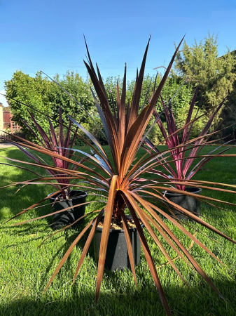 Arbuşti ornamentali - Cordyline Australis verde/roșu 40-100cm